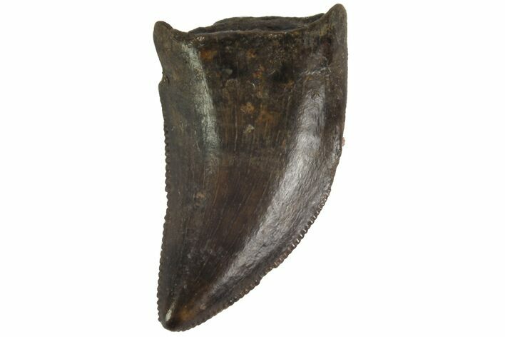 Serrated, Raptor Tooth (Acheroraptor?) - Montana #77394